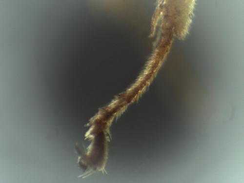 Réf. 335 002 : Ectemnius rubicola